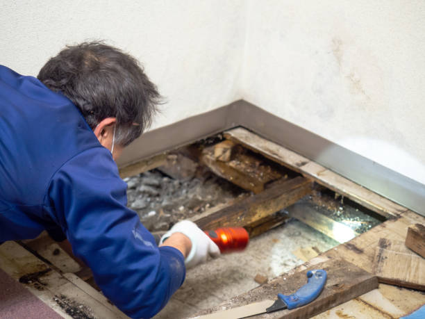 Best Black Mold Removal  in Del Rio, CA