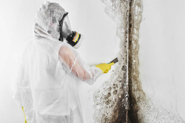 Best Mold Remediation  in Del Rio, CA