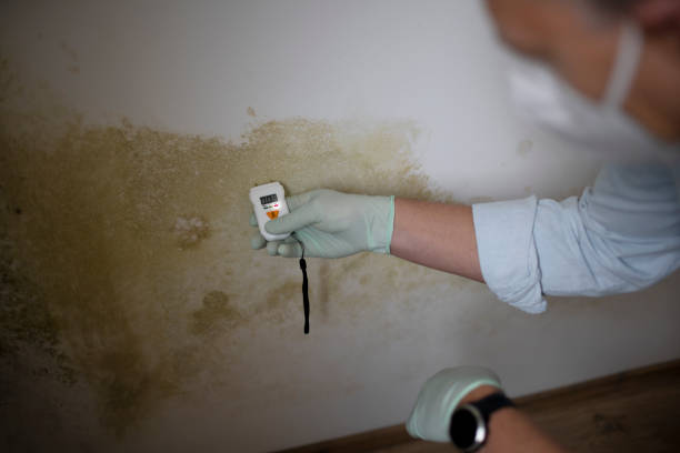 Best Residential Mold Removal  in Del Rio, CA