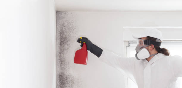 Best Certified Mold Removal  in Del Rio, CA