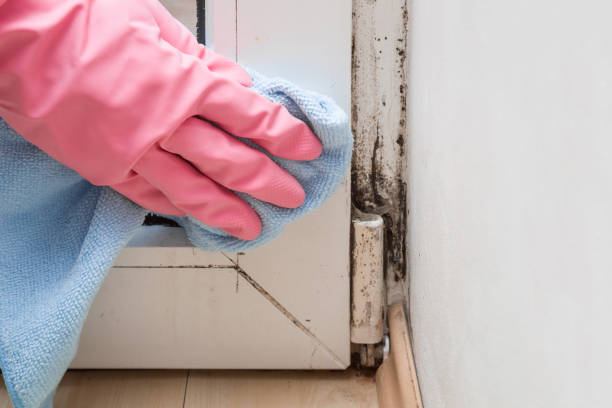 Best Office Mold Removal Services  in Del Rio, CA